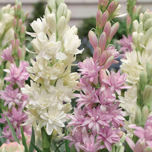 Rajnigandha Double Patel Tuberose Bulbs (Pack of 2)