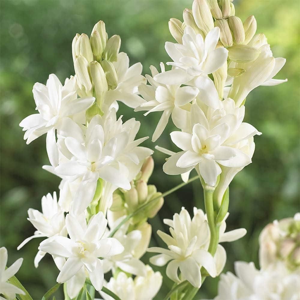 Rajnigandha Double Patel Tuberose Bulbs (Pack of 2)